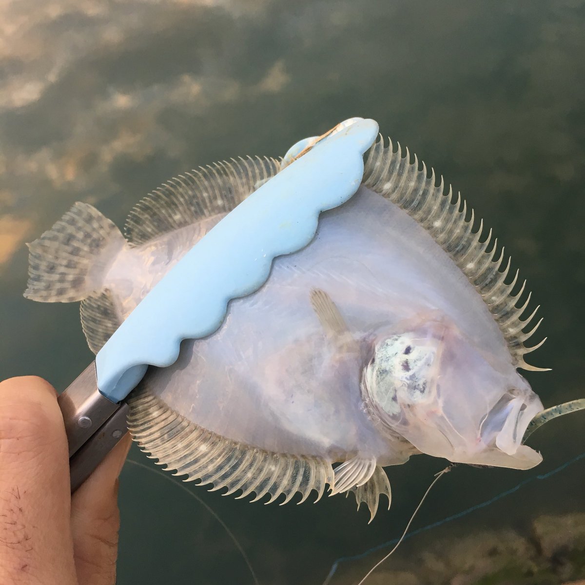 A Style Fishing 初魚種ゲト トゲダルマガレイ たぶんトゲダルマガレイ 笑 沖縄ルアー トゲダルマガレイ カレイ