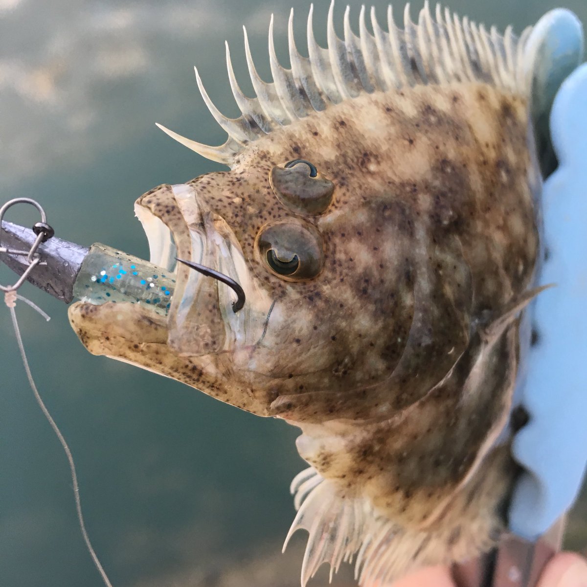 A Style Fishing 初魚種ゲト トゲダルマガレイ たぶんトゲダルマガレイ 笑 沖縄ルアー トゲダルマガレイ カレイ