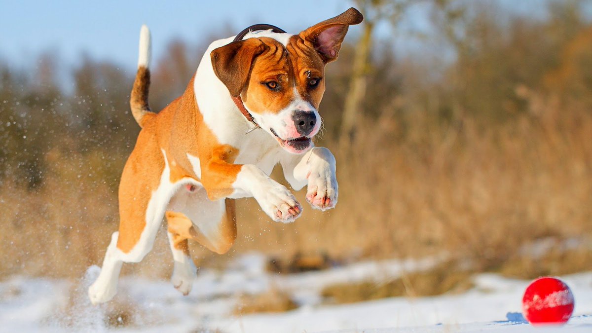 SereneAnimals's tweet photo. Dogs have sublime intelligence and feelings. Why, they can even learn sign language when taught by an experienced companion. And I say companion rather than trainer, because dogs will listen to anyone who will understand their own language and help them communicate with us. https://t.co/R4tDUAlUTQ