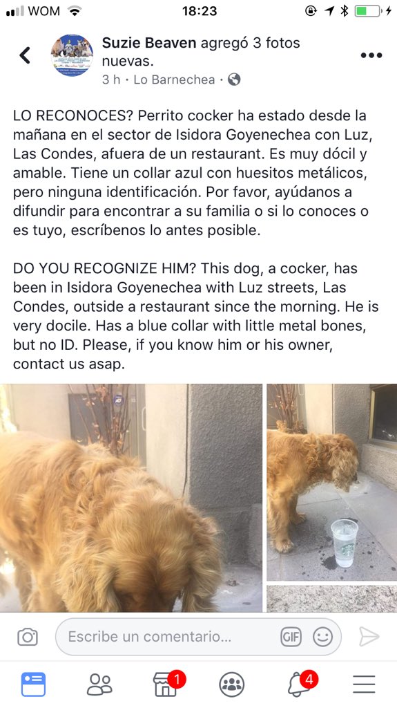 botaspuesta's tweet photo. LAS CONDES! Perrito cocker busca urgentemente a sus dueños, no tiene chip, favor RT @Giia_marengo https://t.co/FqvguCawMn