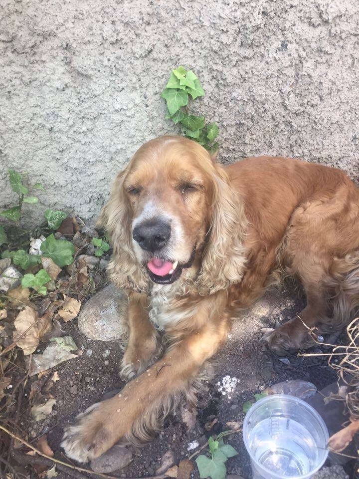 botaspuesta's tweet photo. LAS CONDES! Perrito cocker busca urgentemente a sus dueños, no tiene chip, favor RT @Giia_marengo https://t.co/FqvguCawMn