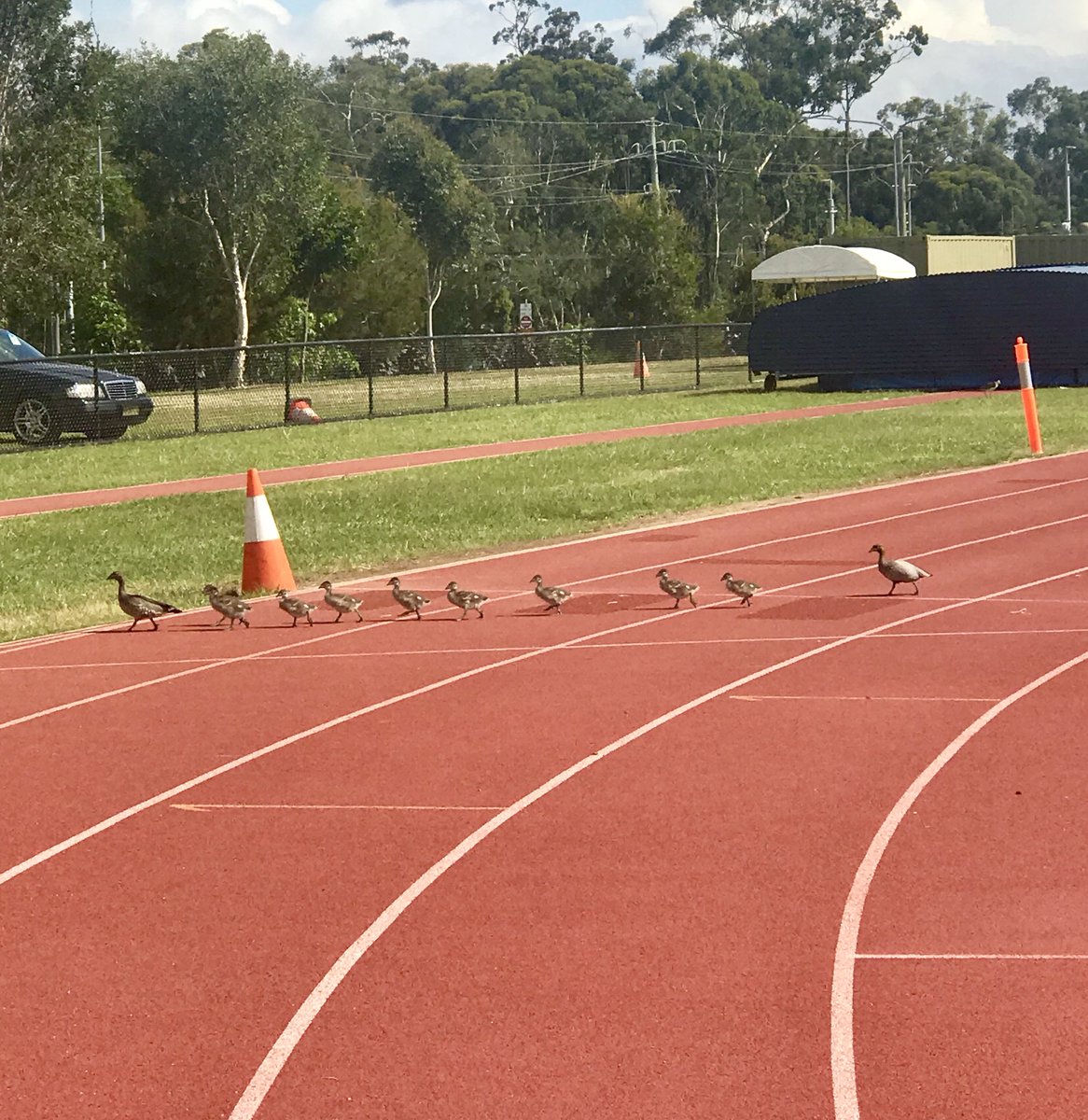 BikashRandhawa's tweet photo. Looks like everyone is getting into the spirit of @GC2018 @destgc #CommonwealthGames #visitgoldcoast @Queensland #thisisqueensland @9NewsGoldCoast #9News @GCBulletin #gcbulletin https://t.co/2UyRYkFjEy