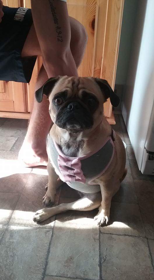 MikeBedell1074's tweet photo. Rocking out an Ellen DeGeneres dog harness!! @TheEllenShow #GoodTaste #PugLovesEllen #ZoePug https://t.co/BhcbJMAERD