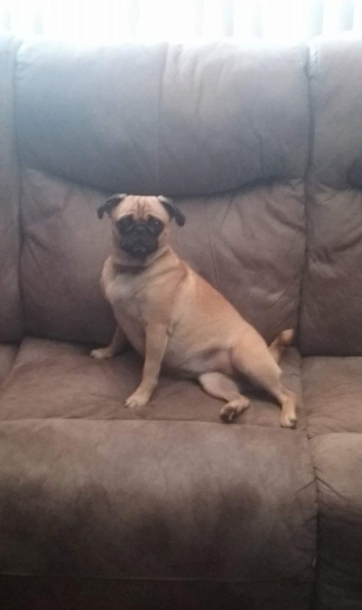 MikeBedell1074's tweet photo. Paint me like one of your french girls! #ZoePug #MermaidPug https://t.co/7PuXVbngqy