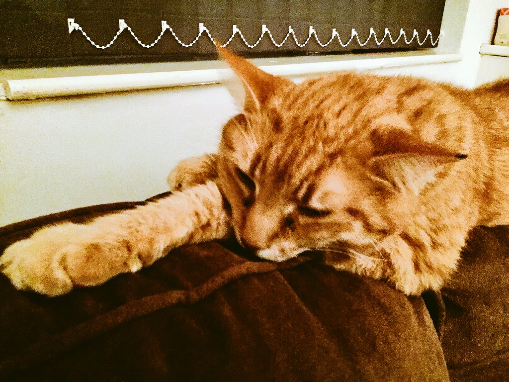 inksplott's tweet photo. First night of #Christmas hols and #StinkyKev is enjoying the prospect of no alarm tomorrow morning. Heโs just switched it off, love him. Bless! #petsofsplott #catsofsplott https://t.co/wEUi5FQ8YR