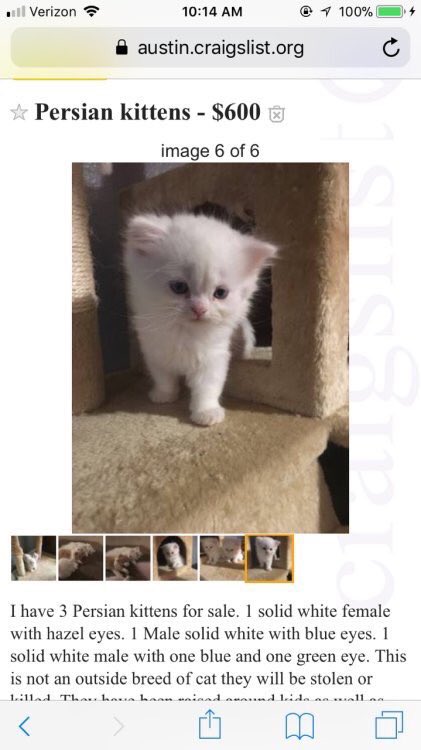 persian cat craigslist