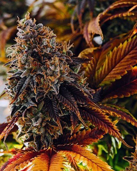 Cannabicultores Necochea y Quequén (@cannabineco) on Twitter photo 
