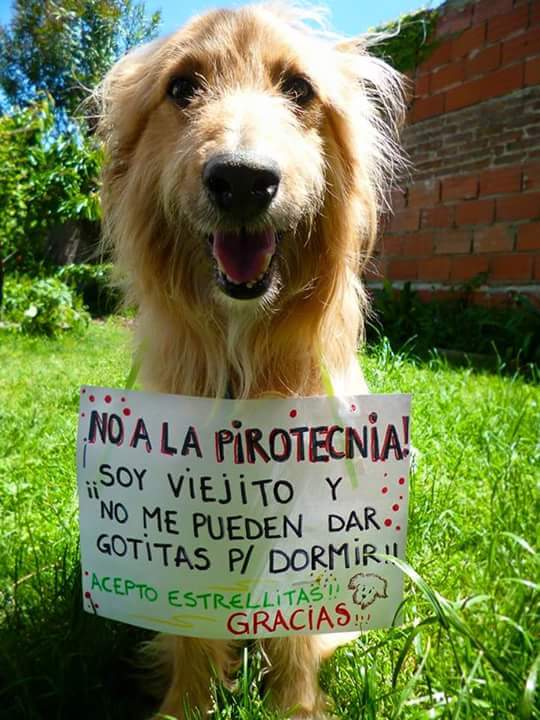 Por favor tener muy en cuenta, no a la pirotecnia, es por ellos que sufren, gracias felicidades.