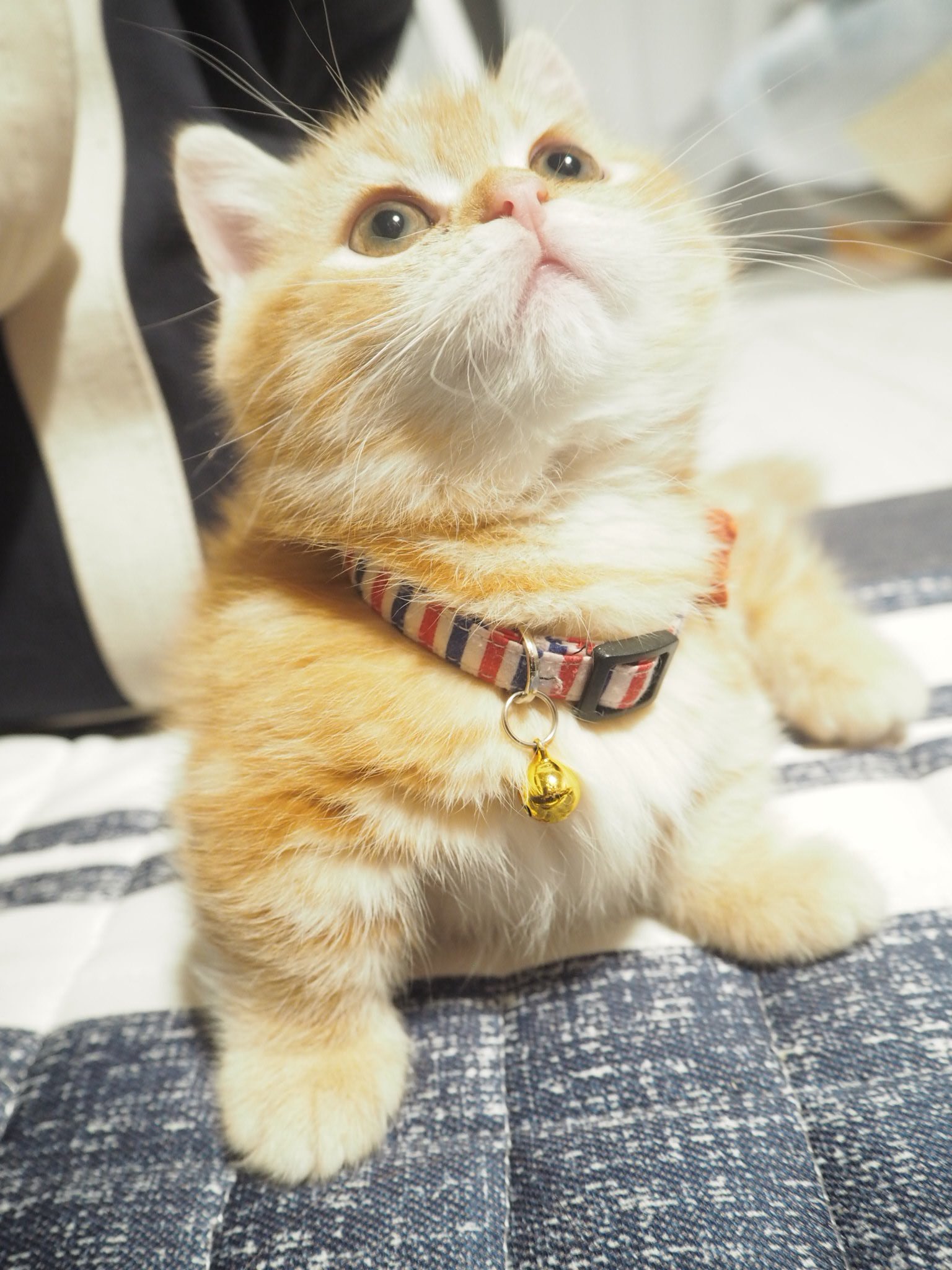 短足マンチカン ジュノ Twitterissa かわいい マンチカン 子猫 天使 猫好きさんと繋がりたい 短足マンチカン ジュノ Twitterissa かわいい マンチカン 子猫 天使 猫好きさんと繋がりたい