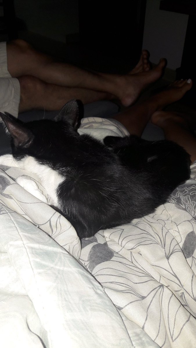 luanavilarindo's tweet photo. Pra que coisa mais linda
Minha princesa Nina.
Betas que curti animal de estimação
#beta #sdv #RETWITER #SDV #REPIM #retwiter #sdv #REPIM #retwiter @Laurodsa @Nadiaalvesvilar @betahomer @helenatambosi @HelderSilvatb https://t.co/5MEApCE4pU