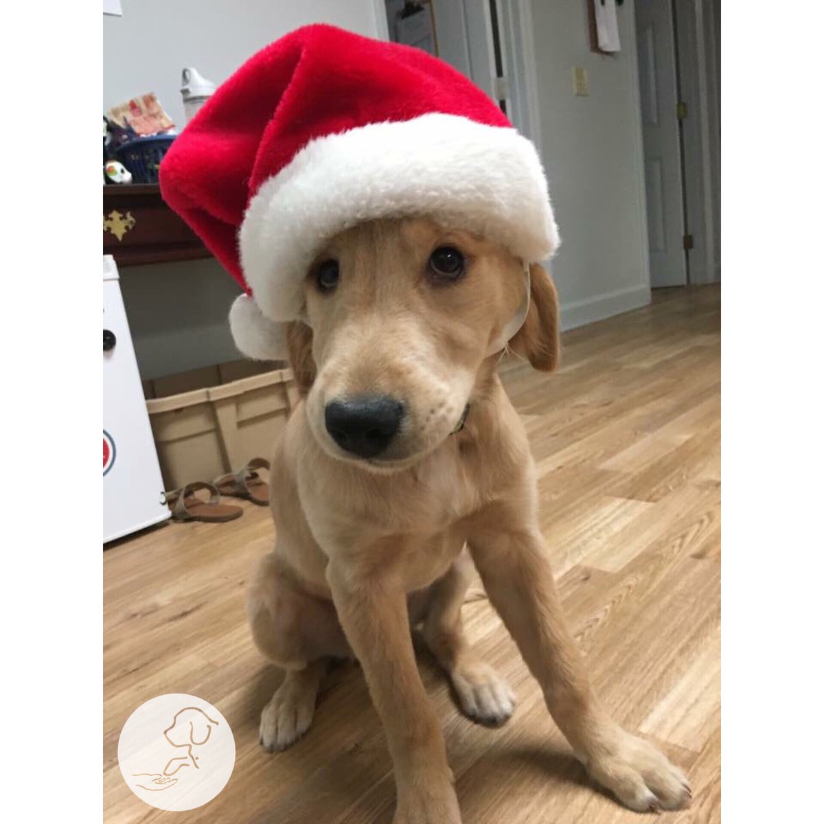 paws4vets nonprofit tweet media