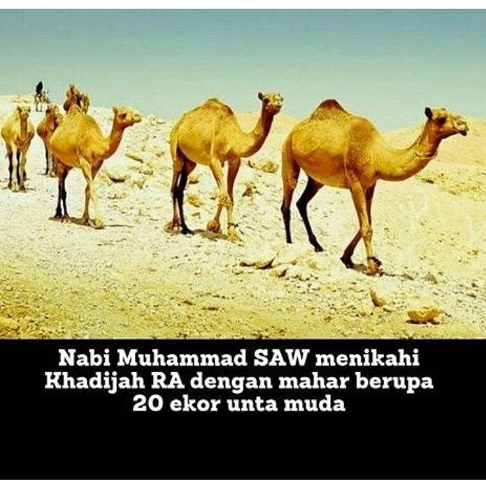 Верблюд группа животных. Домашние животные верблюд. Верблюд. Одногорбые верблюды австралии. Дикий верблюд пржевальского.