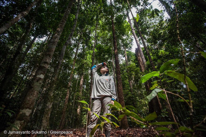 Greenpeace tweet picture