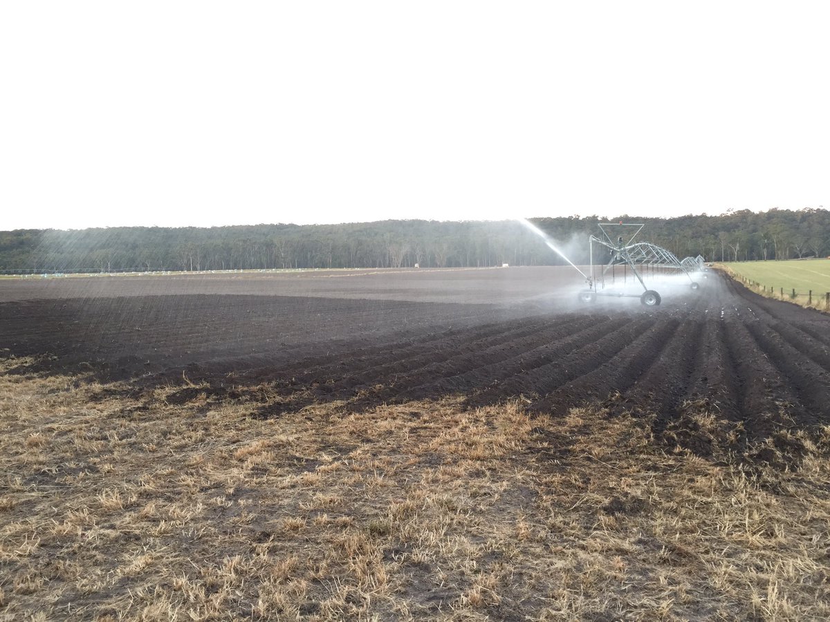 dan_potatoes's tweet image. Yesterday we wrapped up potato planting for the year, been a big 4 weeks. Now onto #irrigation #potatoes #crispschips #smiths