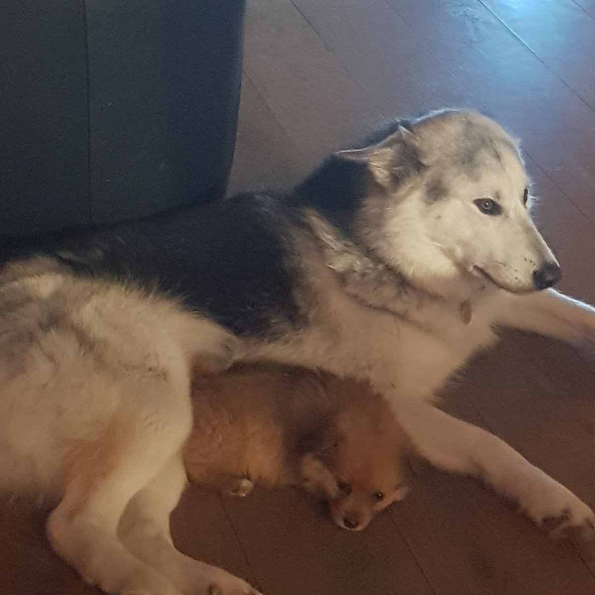 Hatchi looking after little pip