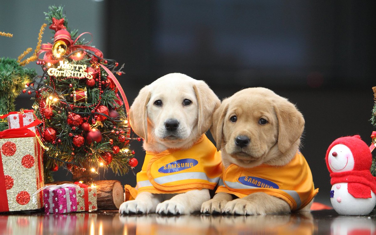 MydognSamsung's tweet photo. [안내견]일년에 한번만 루돌프로 변신하는 우리 안내견들^^메리클스마스 즐거운 성탄 되시라고 올해도 촬영했어용..행복한 연휴되세용~~~^^ https://t.co/4dgzYuEigh