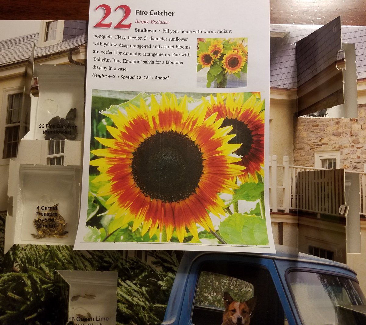 UpShootHort's tweet photo. Day 22 #25daysofburpee advent calendar is Fire Catcher #sunflower Multi-colored #flowers are dramatic in the #garden or as a #cutflower https://t.co/HW7l1NnRyU