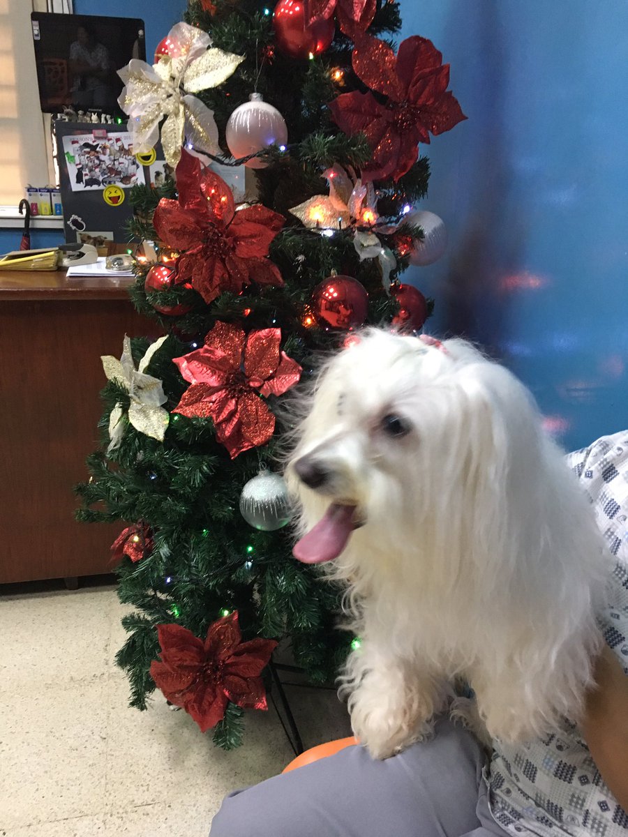 DeanInaBalani's tweet photo. Doctor's check up before the Christmas Pawparty. Meet up of Furfriends this early evening. #furloves https://t.co/Ji6AgQBnNy