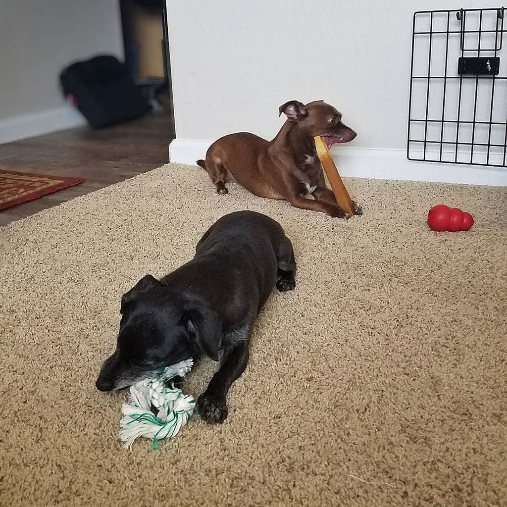 PirateDogHenry's tweet photo. https://t.co/ZdgLEnx2Pd