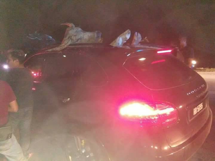 Image result for kerbau masuk porsche di perak