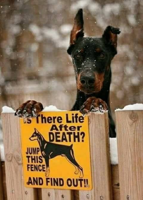 bluechip02's tweet photo. Is there life after death? Find out
#bluechipentertainment #funny #funnypics #Entertainment #entertainmentweekly #Entertainment_Weekly #fun #funfact #funkibaat #funkibaat100 #hilarious #DogRescuers #doglove #dogs #dogsarelove
https://t.co/8K0WquKv1D https://t.co/1Ef0H2koYV