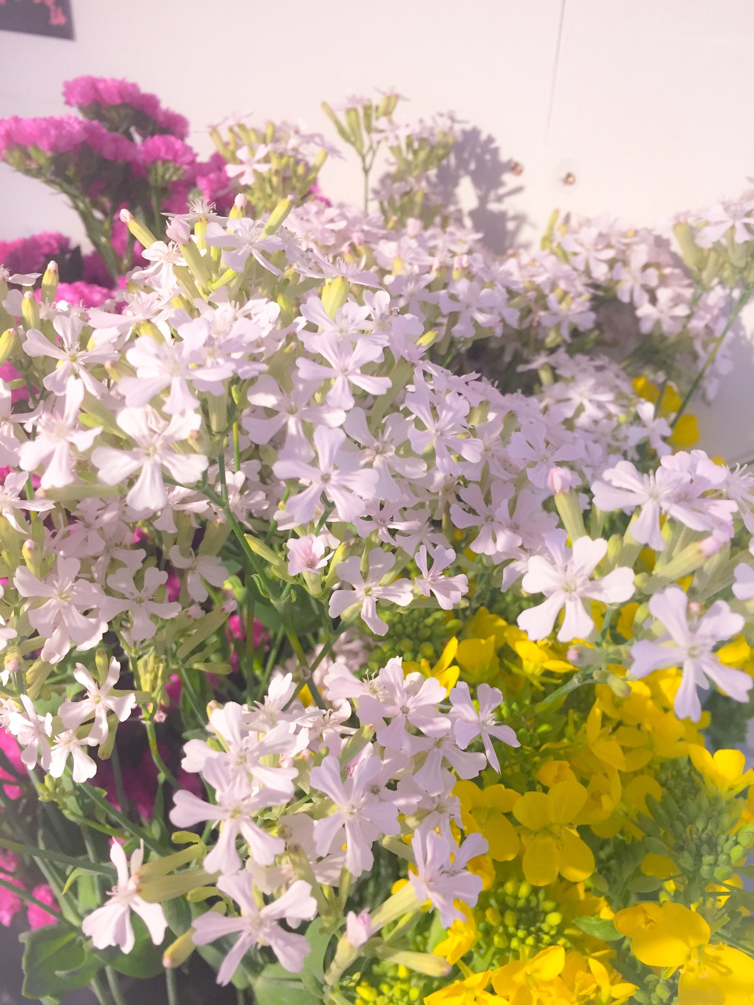 ときわ木花工房 昨日の入荷ですが 切花でシレネの桜小町 という品種が入ってきました シレネはフクロナデシコの一種で桜のような可愛い花が特徴です 春先になるとこれの ピンクパンサー という苗が出回ります 見かけたらぜひゲットを びっくりする ときわ木花工房 昨日の入荷ですが 切花でシレネの桜小町 という品種が入ってきました シレネはフクロナデシコの一種で桜のような可愛い花が特徴です 春先になるとこれの ピンクパンサー という苗が出回ります 見かけたらぜひゲットを びっくりする