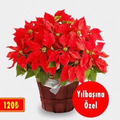 Yılbaşına Özel Ponsetya (Atatürk Çiçeği) %20 indirimli...

buff.ly/2BSlho2

#sabuncakis #sabuncakis1874 #ponsetya #atatürkçiçeği #indirim #yilbasi #yeniyil