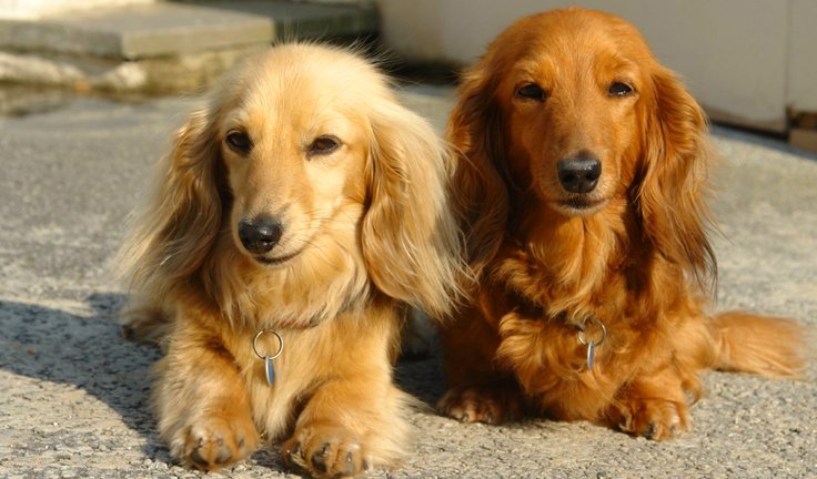 Lostdogvancouver Hashtag On Twitter