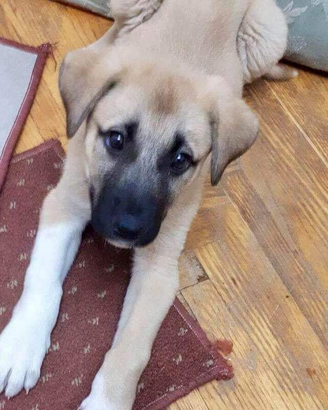 BEBEK KANGAL KIZIMIZA ÖMÜRLÜK AİLESİNİ ARIYORUZ. 
ISTANBUL
ILETISIM : 0532 376 93 10//0530 703 86 77