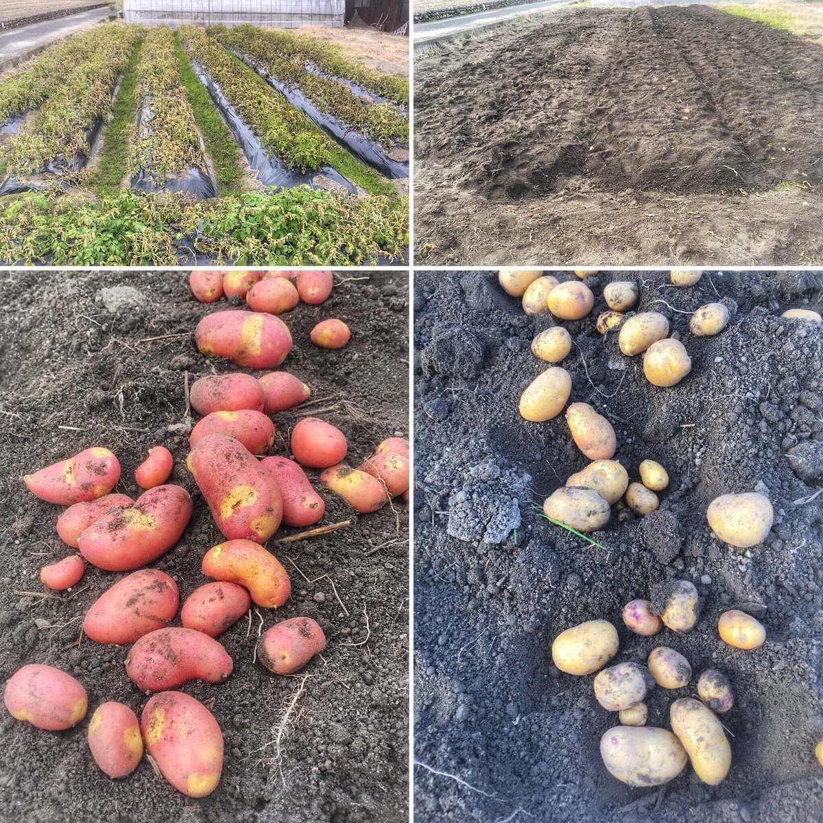 Kentaro Sakashita A Twitter 霜で葉が枯れはじめたので今日はジャガイモの収穫 品種は左 インカのひとみ 右 インカのめざめ 長雨 で植えるのが遅れたので今年はサイズ小さめ 収穫 ジャガイモ Peakfarmjp