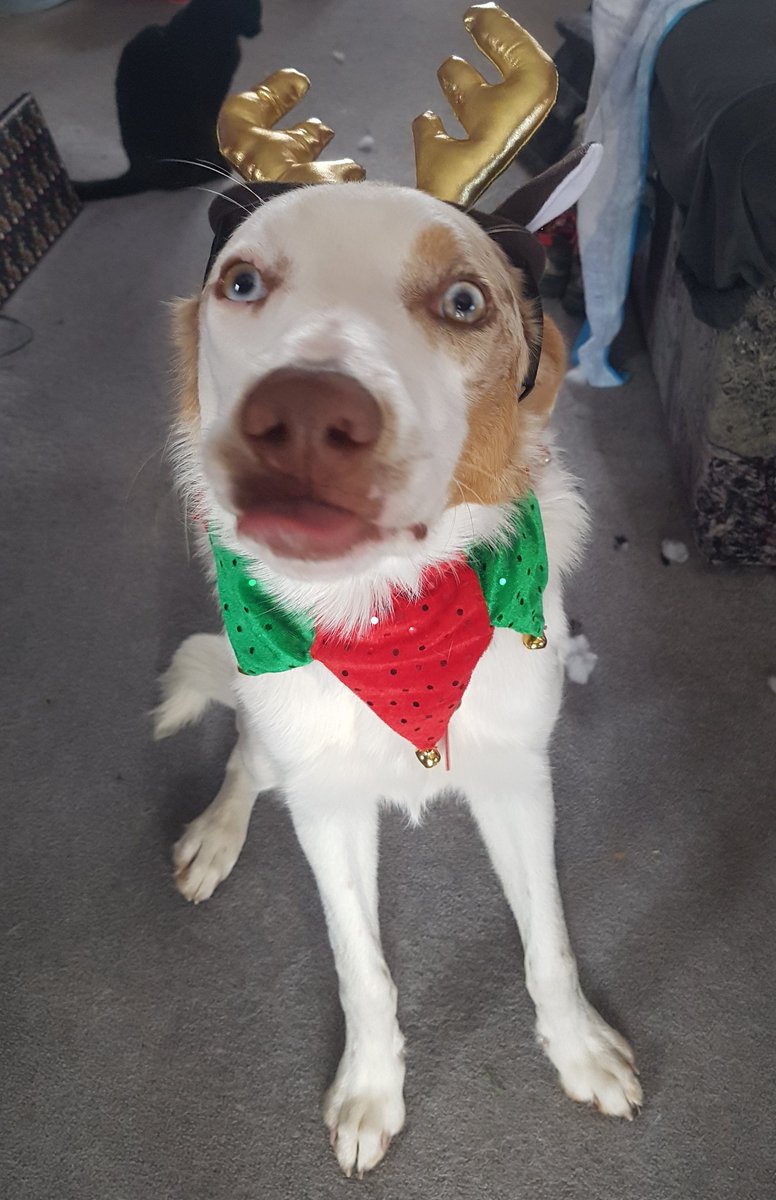 Shandairs's tweet photo. #derp faced doggo wishes you a Merry Christmas 🎄🎄

#dogsoftwitter #dogs #Christmas #dressup #2017 #Tweet #Wellington https://t.co/w3tuNLZXyU