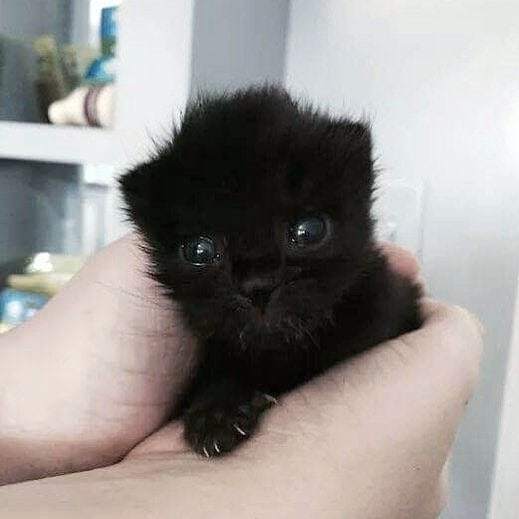 RogueAndWolf's tweet photo. Morning Coven! 🔮
Aww this precious little baby!❤️
How many cats do you keep/ would love to keep?😻
-
-
-
- 
#rogueandwolf, #allblackeverything, #blackalways, #blackeverything, #alwaysblack, #blackismyhappycolor, #catfamiliar, #witchy, #witch, #witchys… https://t.co/fc0RB7t44Y https://t.co/lizThN5flD