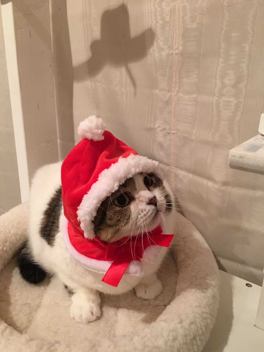 akihimatandon's tweet photo. もうすぐクリスマスだよ〜(^-^)
サンタさんが行くから煙突掃除して待っててにゃー！
でも、泥棒も一緒に入るかもしれないので気をつけて下さいね〜(*^_^*) https://t.co/lUPzel4Ew5