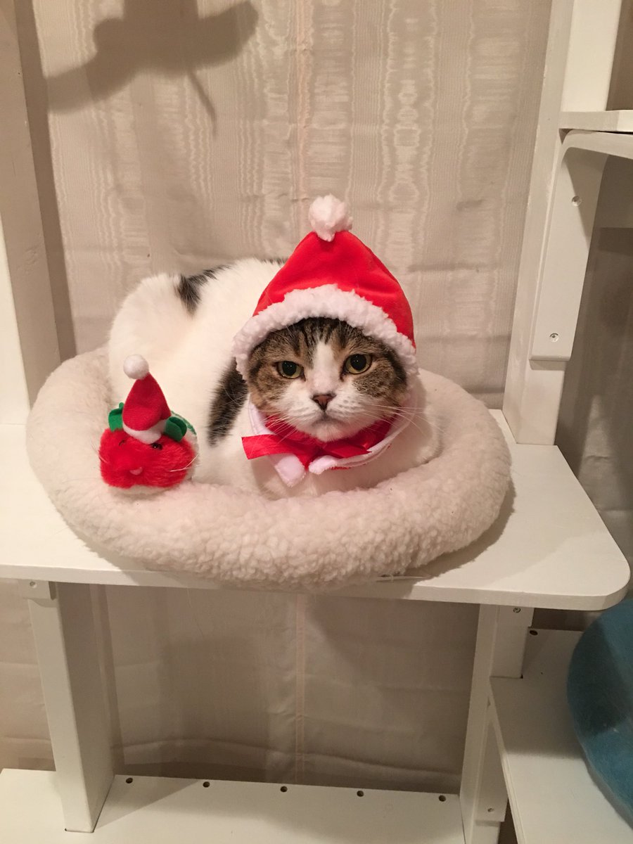 akihimatandon's tweet photo. もうすぐクリスマスだよ〜(^-^)
サンタさんが行くから煙突掃除して待っててにゃー！
でも、泥棒も一緒に入るかもしれないので気をつけて下さいね〜(*^_^*) https://t.co/lUPzel4Ew5