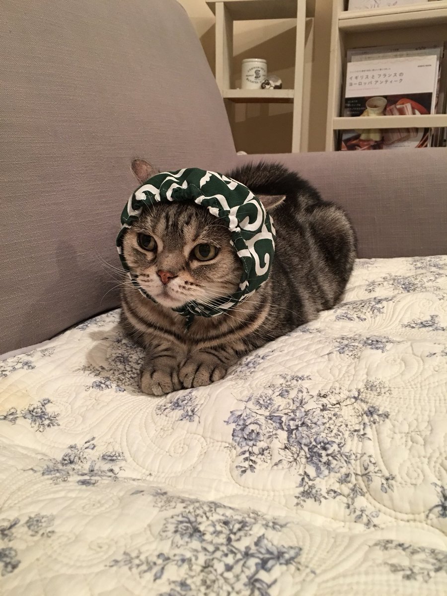 akihimatandon's tweet photo. もうすぐクリスマスだよ〜(^-^)
サンタさんが行くから煙突掃除して待っててにゃー！
でも、泥棒も一緒に入るかもしれないので気をつけて下さいね〜(*^_^*) https://t.co/lUPzel4Ew5