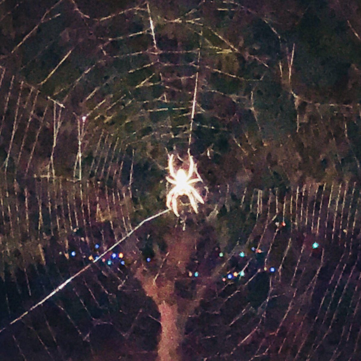 coopolas's tweet image. Good to be home!!! #Australia #acrossthefootpath #spidermancoming #marvel