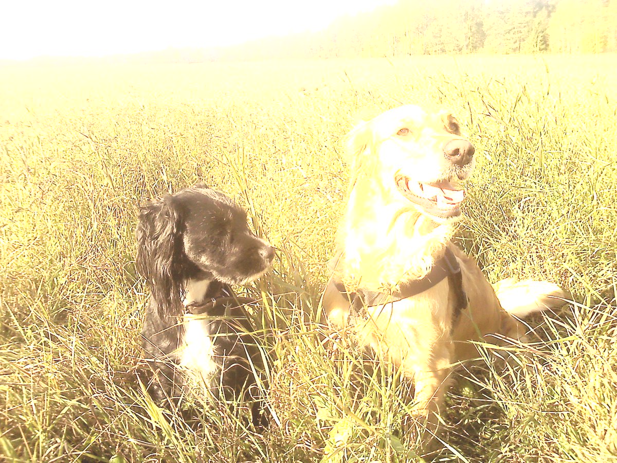Lamour_records's tweet photo. Timiderna is a new collaboration between a Cocker Jack and a Golden Retriever. Their SubDub sound heavily draws …
https://t.co/WhMWLlfnoQ https://t.co/AFlk06I6Lh