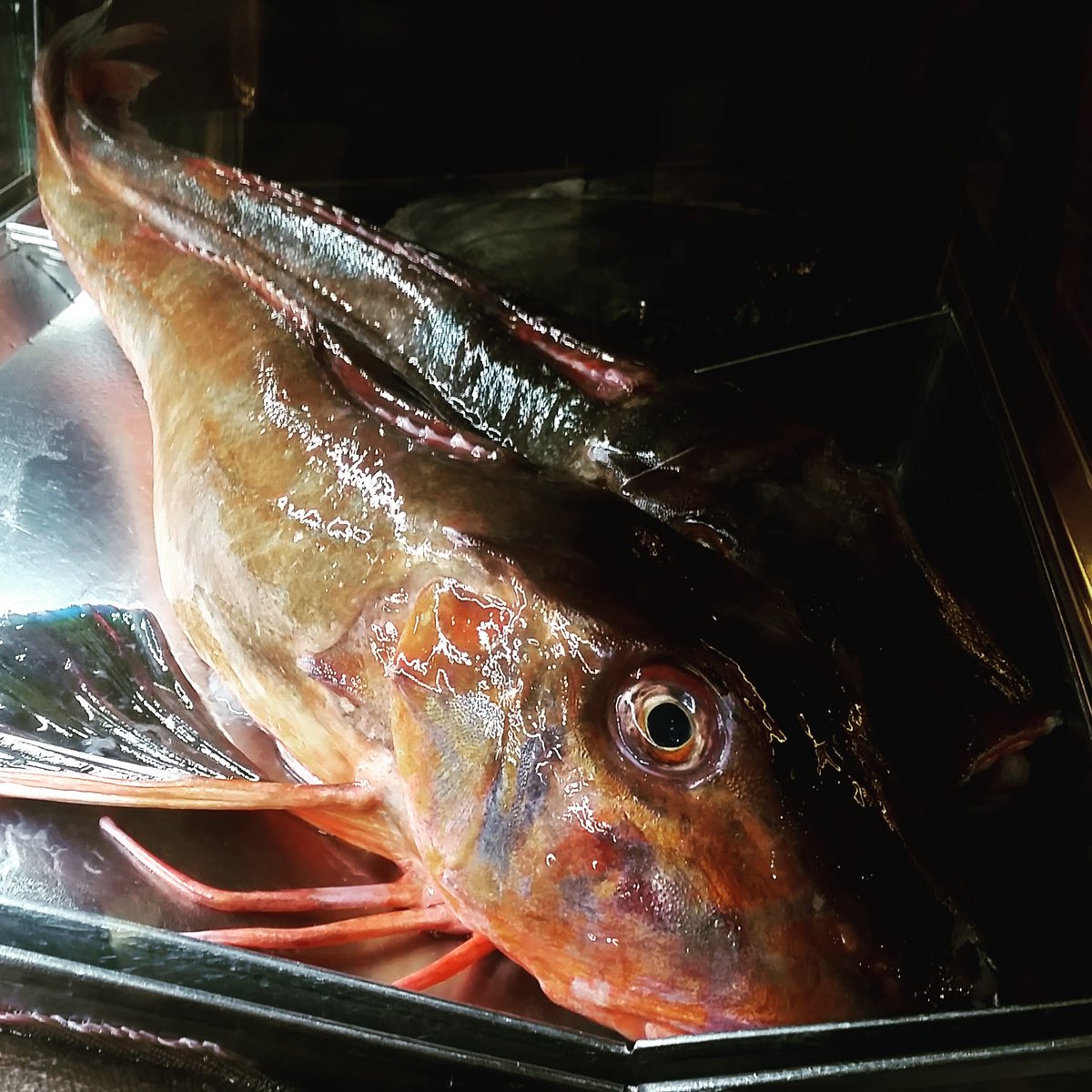 AdrianJMcManus's tweet photo. Market mooching and came across this splendid #tubgurnard #escacho
Superb fish, largely ignored in the UK. Their loss...
#FelizNavidad #MerryChristmas https://t.co/52iAOVVtQ5