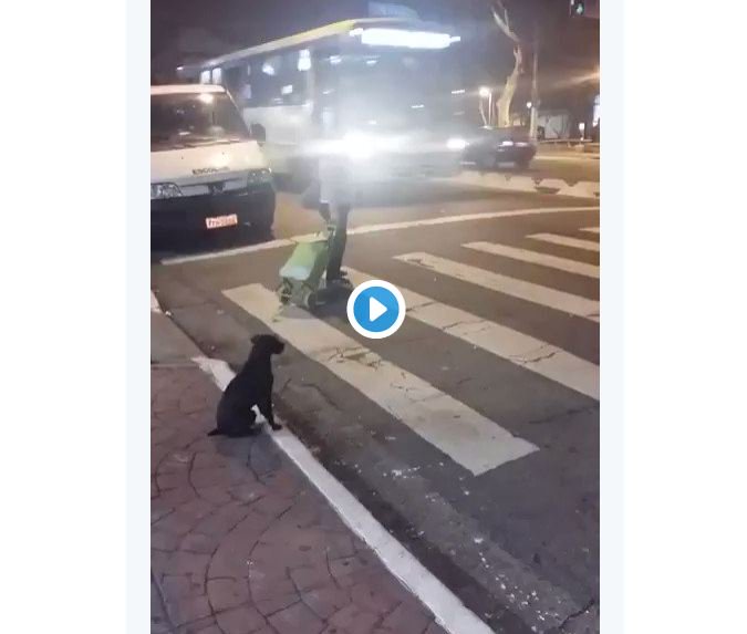 Este perro da una lección de seguridad vial a conductores y peatones atres.red/1thh14