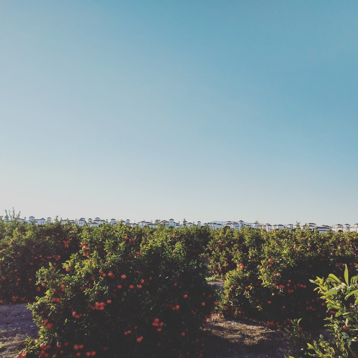 Continuamos con la cosecha de pomelo, mandarina y limón #citriculture #suresco #pomelo #grapefruit #lemon #limon #spain #globalgapmember #grasp