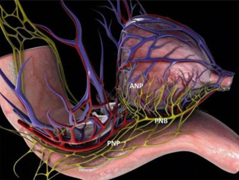 Rehabilitation with PDE5is cannot improve recovery of spontaneous erectile function following radical prostatectomy bit.ly/2BBQAX4