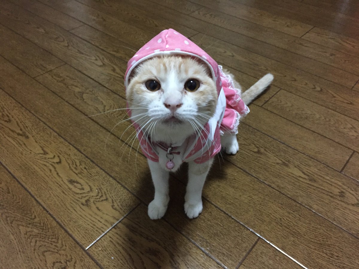 miyaa_gazou's tweet image. 