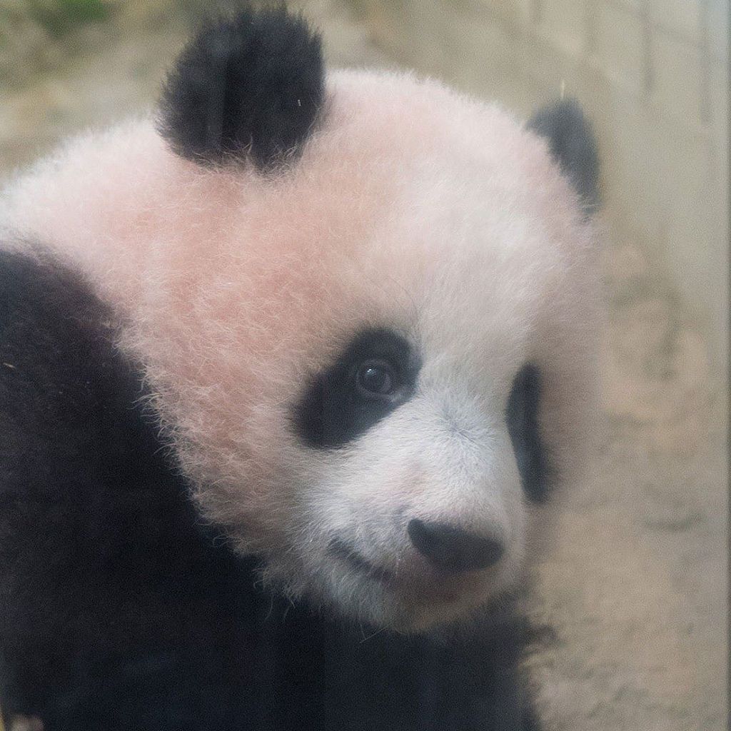 毎日パンダ Auf Twitter ピンクシャンシャン 17 12 上野動物園 パンダ シャンシャン Uenozoo Giantpanda Panda Xiangxiang T Co Riwitzx0ms