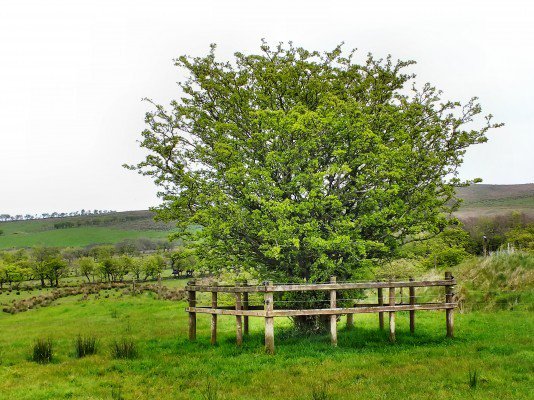 The  #Divis  #Fairy  #Tree! Near  #Hannahstown outside  #Belfast this fairy tree also marks a magic road! Local legend says that if you park at the bottom of the hill & let off the brake, the  #fairies will push you to the top!  #FolkloreThursday