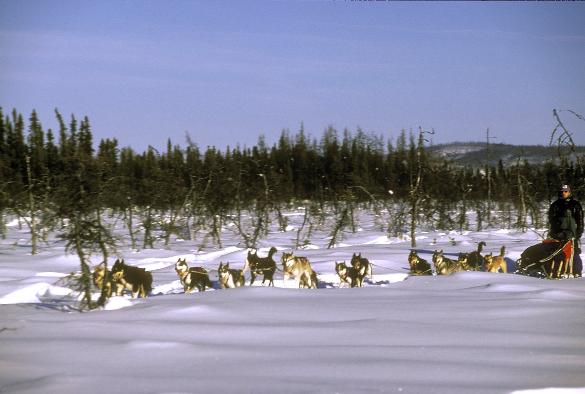 Hoy en <a href="/alfilo_tve/">Al Filo</a> a las 13.15 por <a href="/la2_tve/">La 2</a> Seguimos en #Alaska con la segunda parte de la carrera #Iditarod los #mushers y sus #perros afrontan la parte más dura.