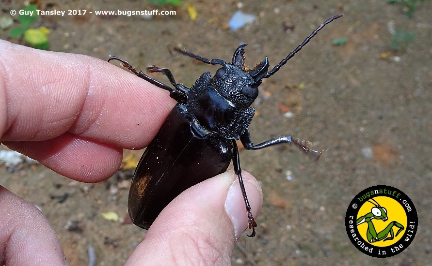 bugsnstuffcom's tweet photo. Check out the giant jaws on this #Longhorn #beetle! They get their name from their long #antennae which are sometimes longer than the beetles body. #bugsnstuff #researchedinthewild #tinsnips #Mexico https://t.co/xenUDcZYSQ