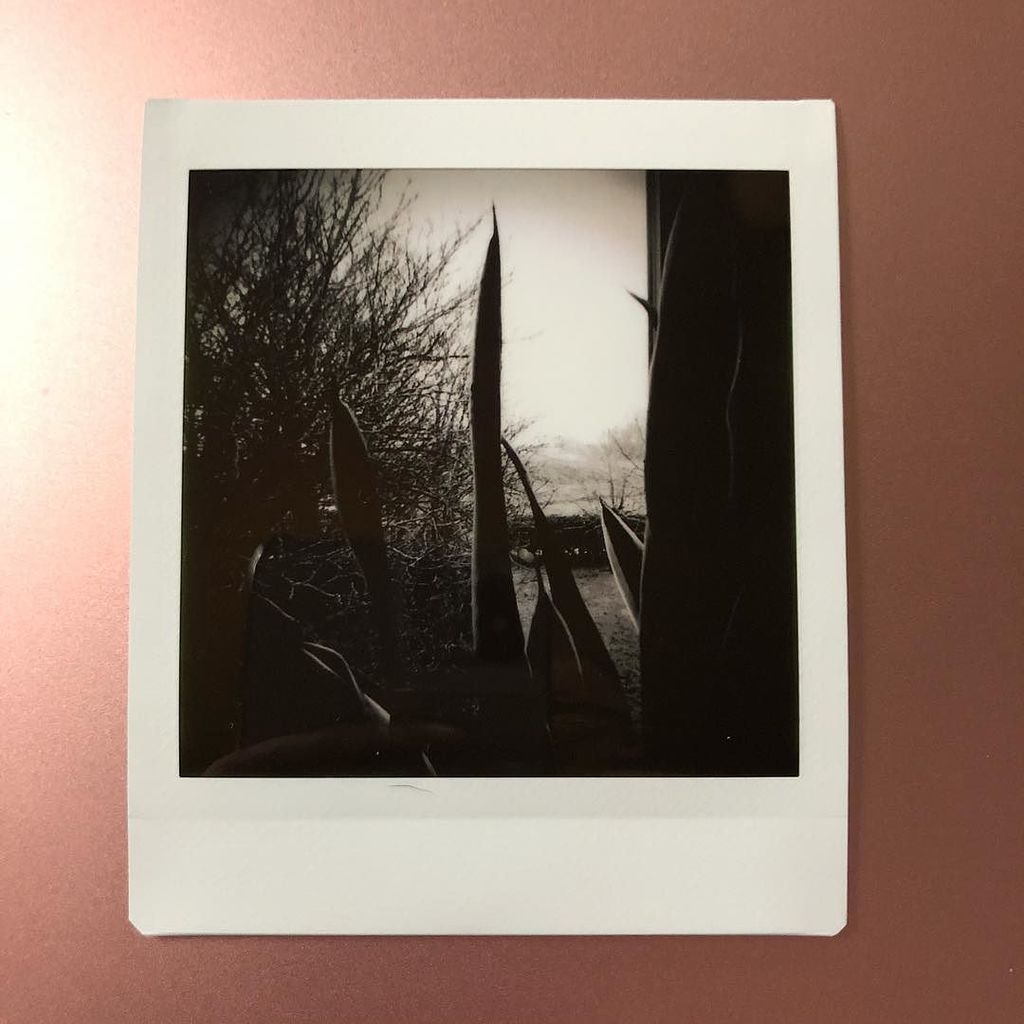 soforthorst's tweet photo. Weihnachten 
#tag358 #instax #365daysinstax #365dayschallenge #365 #fujisq10 #sq10 #soforthorst #schwarzweiss https://t.co/9MqmZDJB5d https://t.co/bS1U79dUje