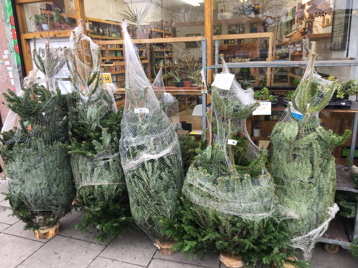 All trees are £10 at Puzzle Organico today!
#ChristmasTree #Peckham