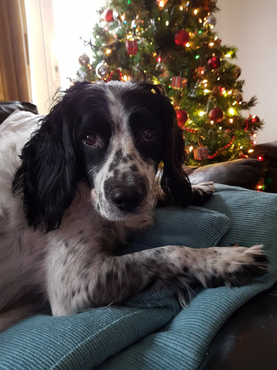 Harvey is feeling a bit sorry for himself today as he has a poorly ear.

I'm feeling a bit sorry for myself because I have to convince him to let me clean it.

#dogsoftwitter