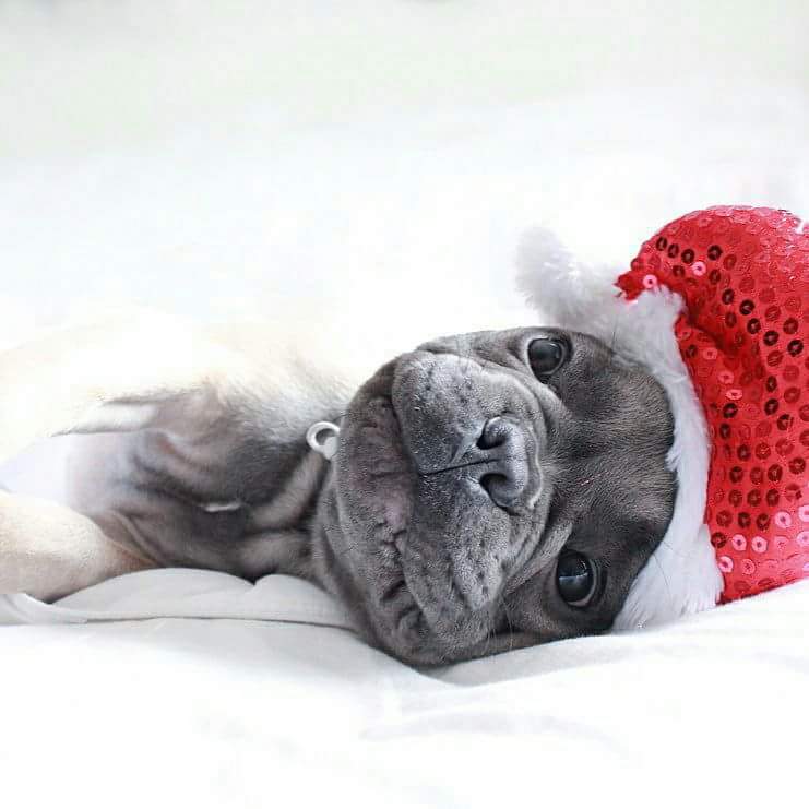 Daily_Frenchie's tweet photo. Merry X-mas &amp; Happy holidays !

#MerryChristmas #HappyHolidays #frenchbulldog 
#frenchies #frenchie #dogs
#frenchbulldogs #Xmas #puppy https://t.co/rq01ySbKrV